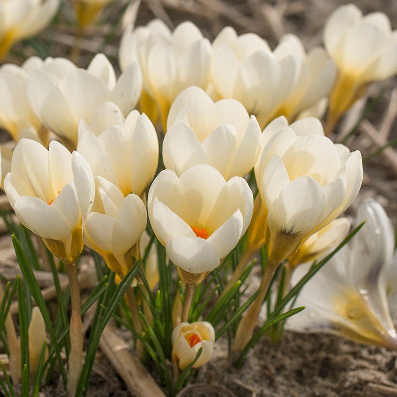 Best Flowers for Containers, Patios and Small Gardens