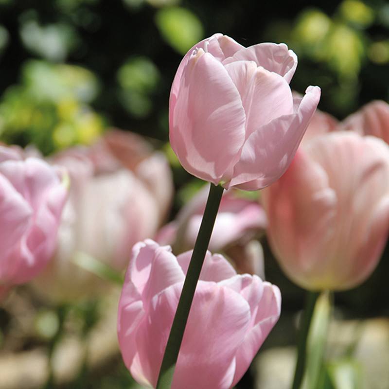 Easy Flowers for Beginner Gardeners