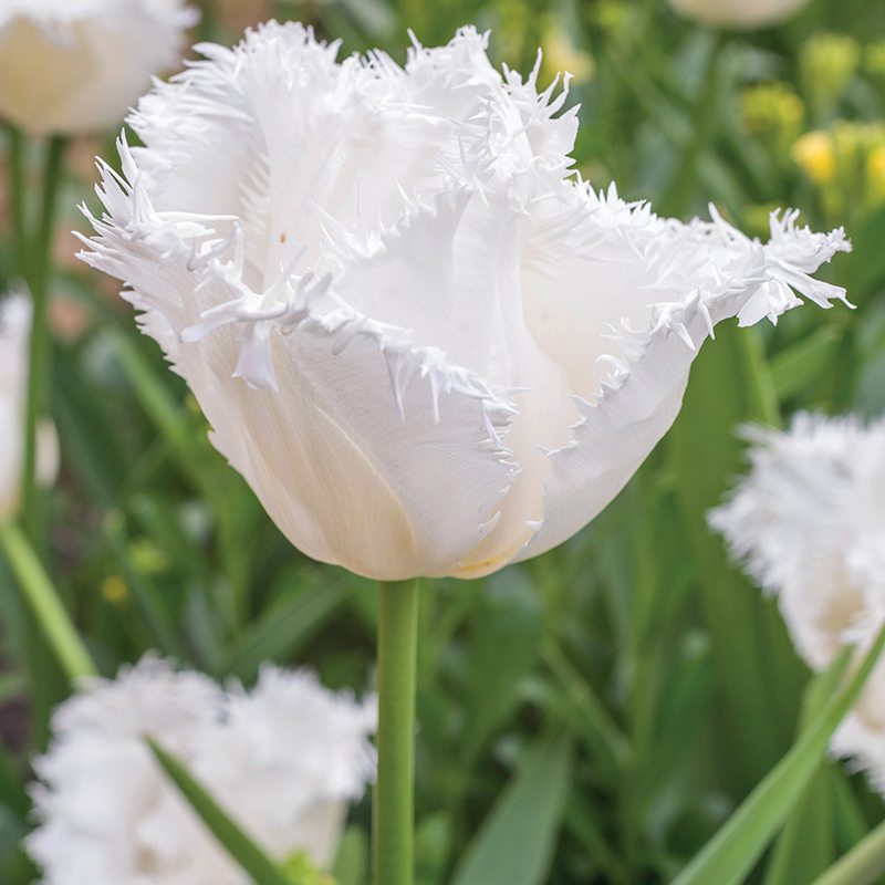 How to Plan a Colourful Garden from Spring to Autumn