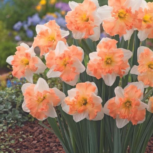 When to Sow Flower Seeds for the Best Results