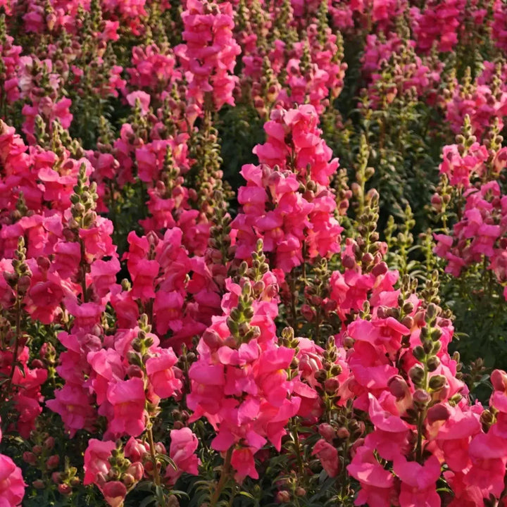 Snapdragons Seeds