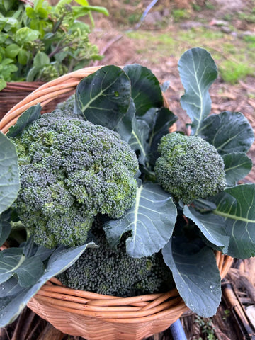 Broccoli