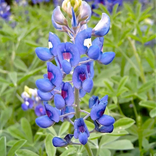 Bluebonnet