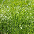 Creeping Red Fescue Seeds product image