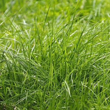 Red Fescue