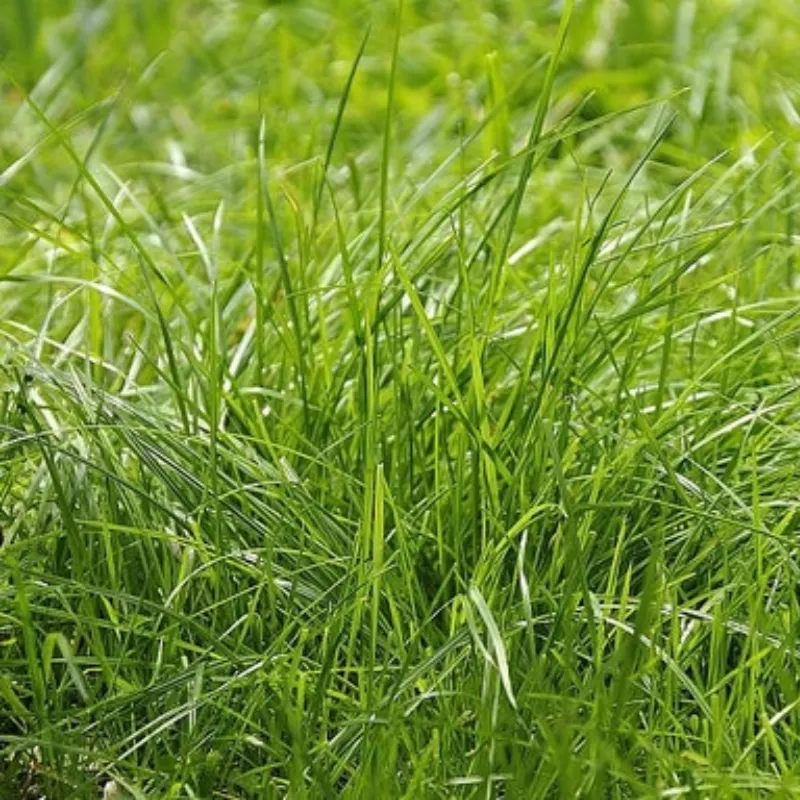 Creeping Red Fescue Seeds product image