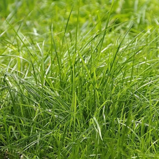 Red Fescue