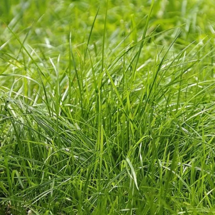 Creeping Red Fescue Seeds