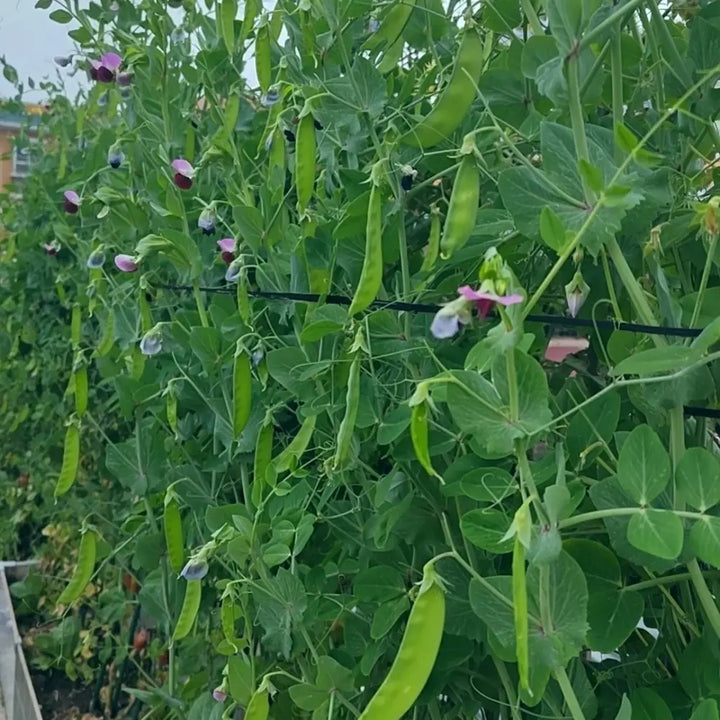 Sugar Snap Pea Seeds