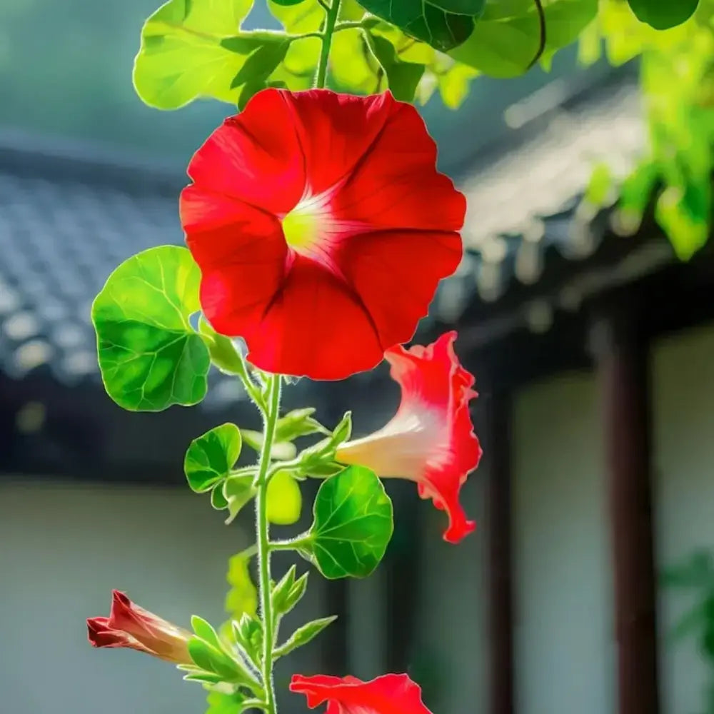 Morning Glory Seeds product image