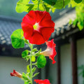 Morning Glory Seeds product image