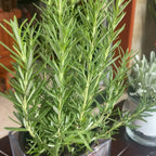 Rosemary Seeds product image