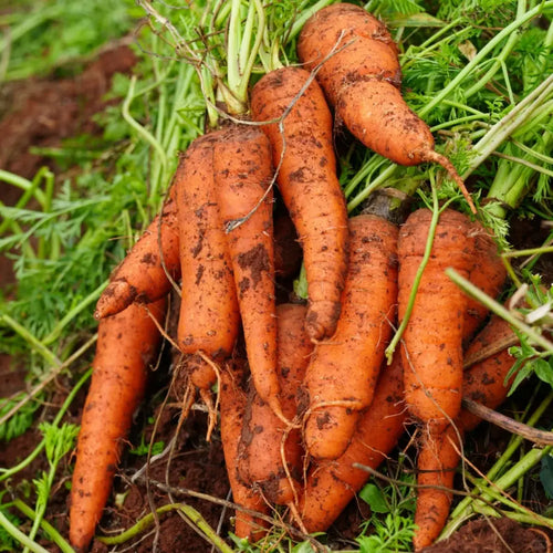 Carrot Seeds product image