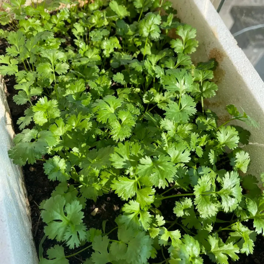 Herb Seeds