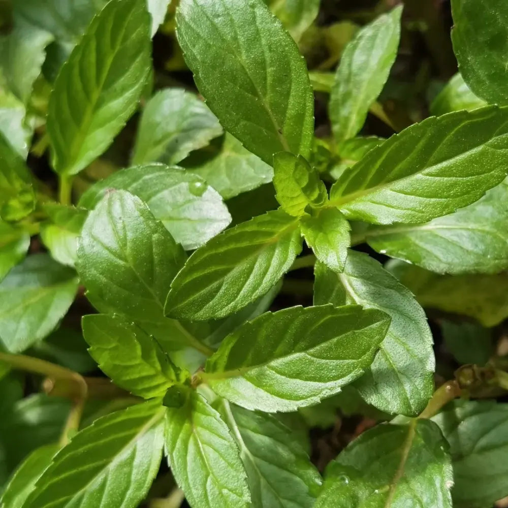 Peppermint Seeds product image