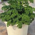 Parsley Seeds product image