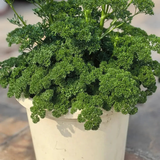 Parsley