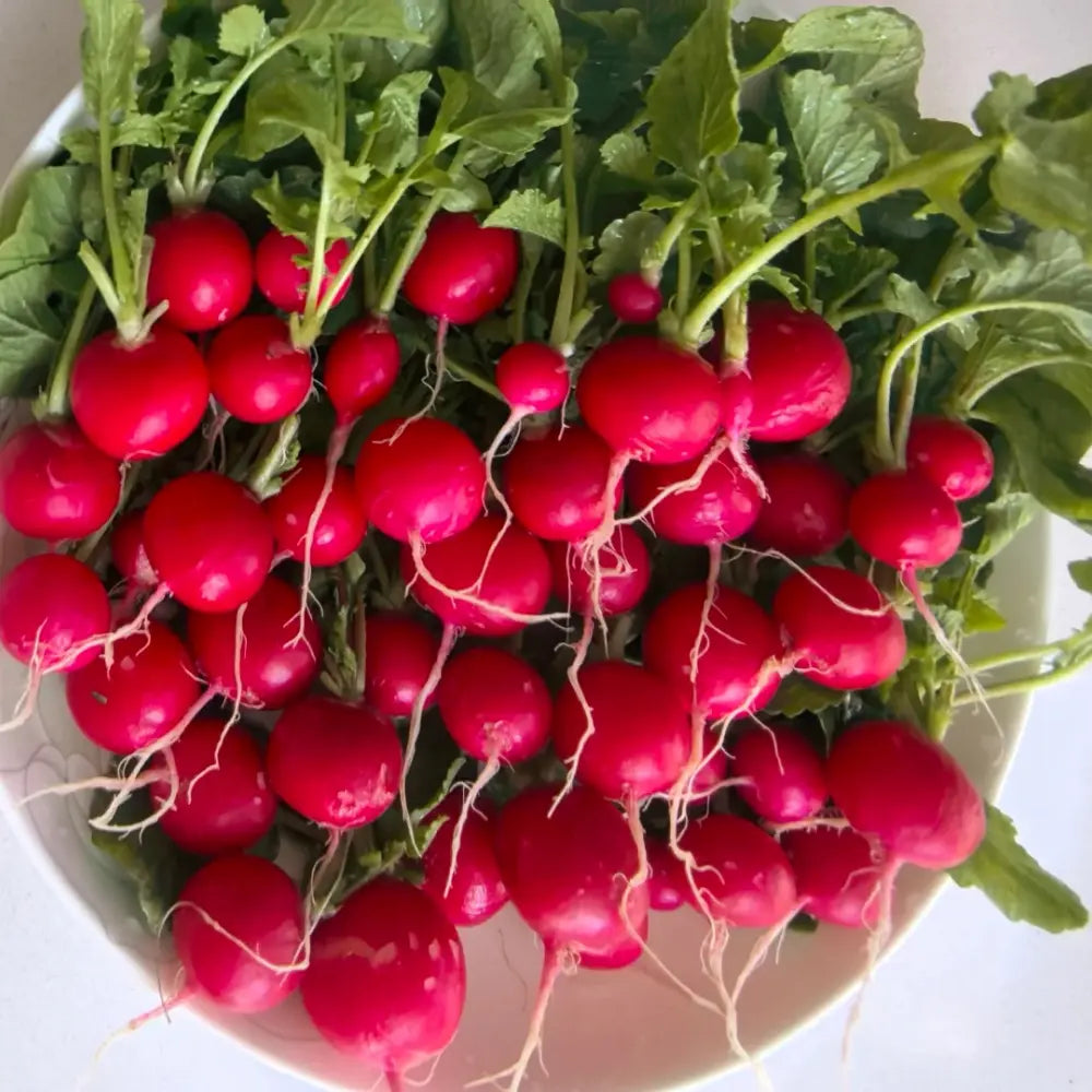 Radish Seeds product image