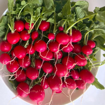 Radish