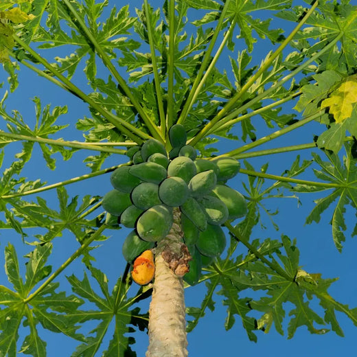 Papaya