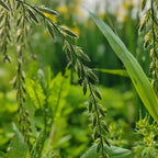 Perennial Ryegrass Seeds product image