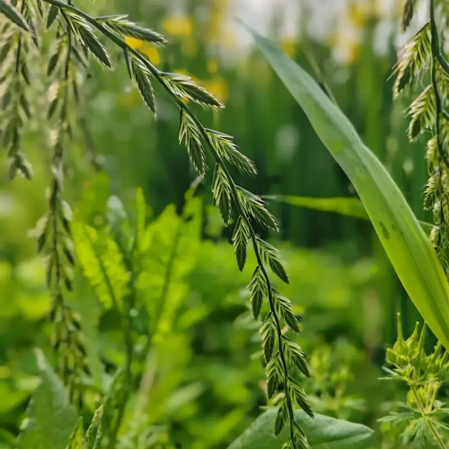 Lawn & Grass Seeds