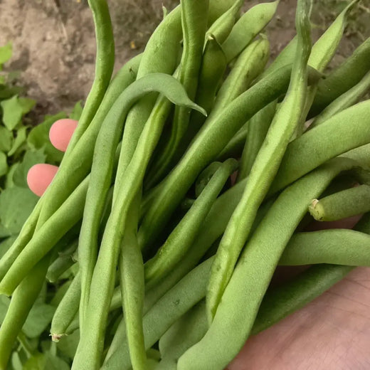 Bean(Vege)