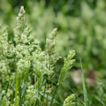 Orchard Grass Seeds product image