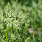 Orchard Grass Seeds product image