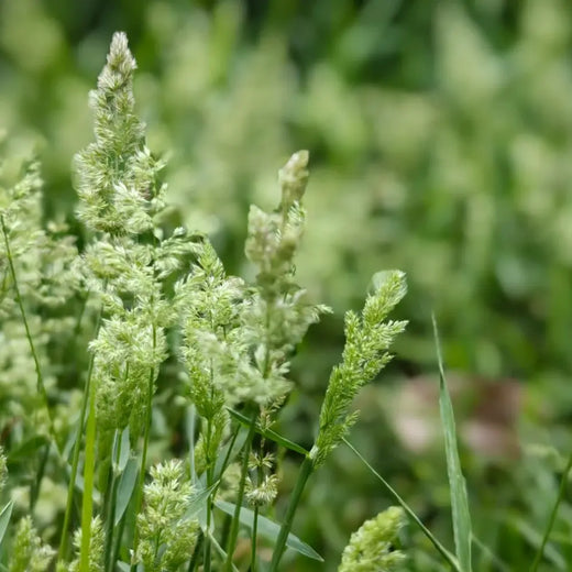 Orchard Grass