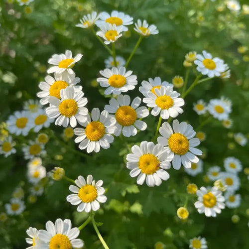 Chamomile Seeds product image