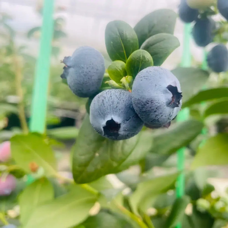 Fruit Seeds