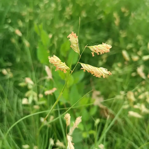 Buffalo Grass Seeds product image