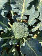 Broccoli Seeds image 2
