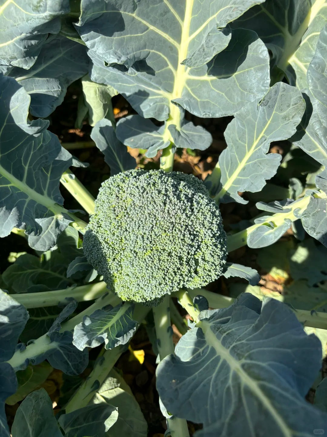 Broccoli Seeds image 2
