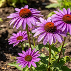 Echinacea Seeds product image