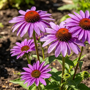 Echinacea Seeds