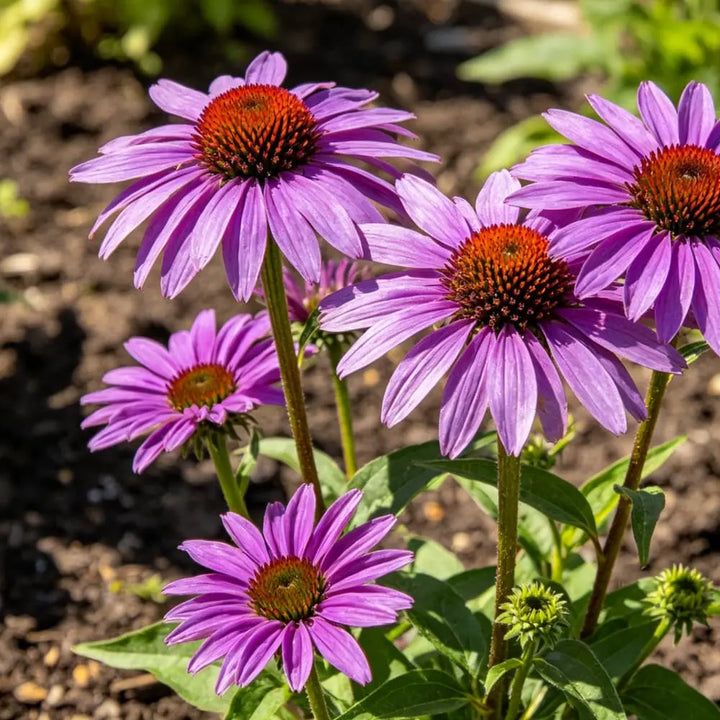 Echinacea Seeds