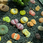 Lithops Seeds product image