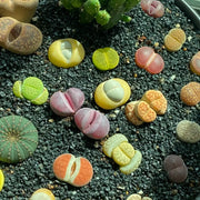 Lithops Seeds product image