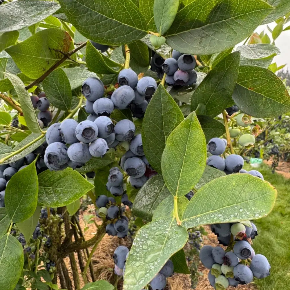 Dwarf Blueberry Seeds image 2