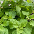 Lemon Balm Seeds product image