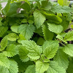 Lemon Balm Seeds product image