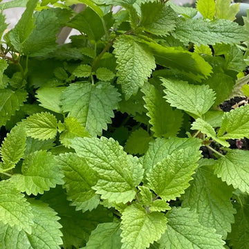 Lemon Balm