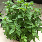Peppermint Seeds image 2