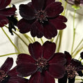 Chocolate Cosmos Seeds product image