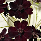 Chocolate Cosmos Seeds product image