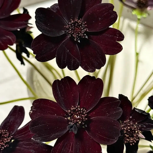 Chocolate Cosmos