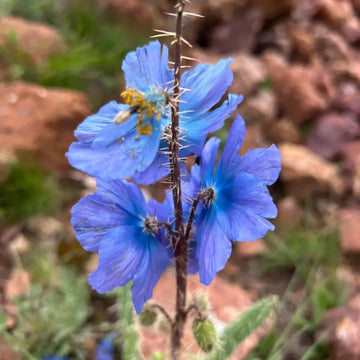 Blue Lotus