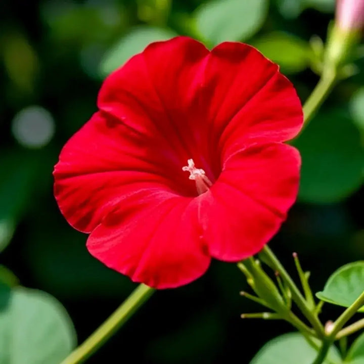 Morning Glory Seeds